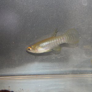 IMG_7065.JPG