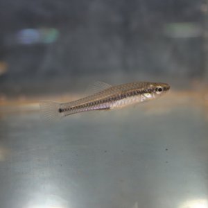 IMG_7053.JPG