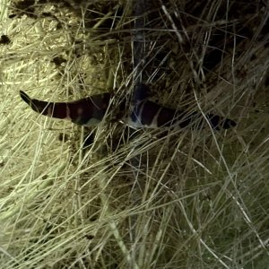 IMG_7732.jpeg