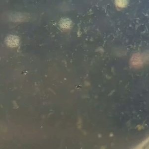 20250404_123150.mp4