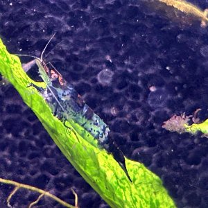 image001c.jpg