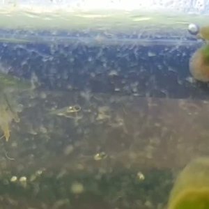 20250407_163641.mp4