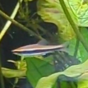 pencilfish.jpg