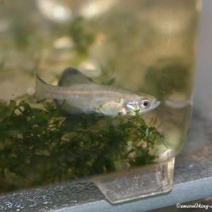 livebearer2 248 Girardinichthys viviparus.jpg