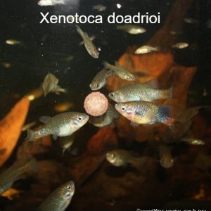 Xdoadrioi.jpg