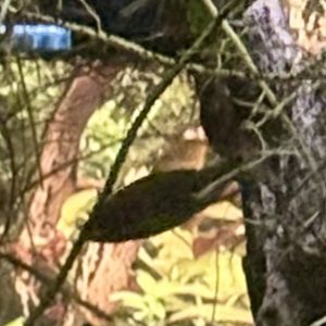 IMG_7911.jpeg