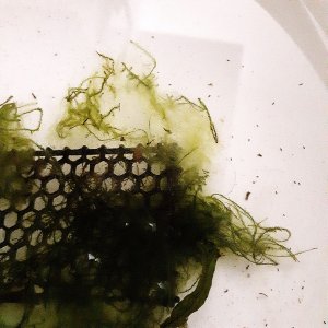 moss1.jpg