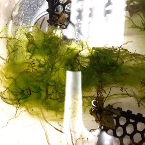 moss3.jpg