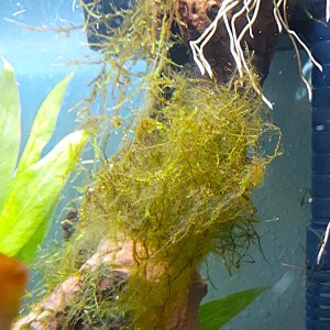 moss5.jpg
