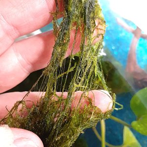 moss6.jpg