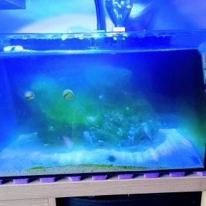 algae.jpg