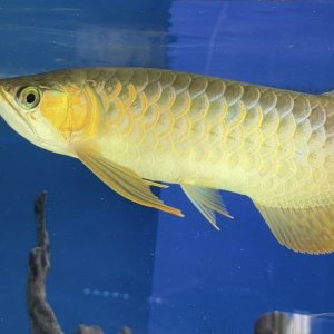 arowana 2.jpeg
