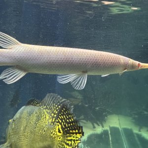 albino gar 2.jpeg