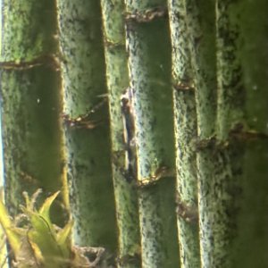IMG_8033.jpeg