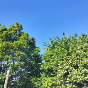 image_2025-05-23_100022770.png