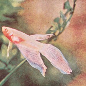 albino.jpg