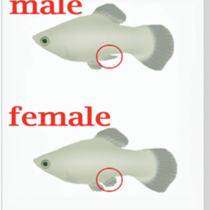 gender.png