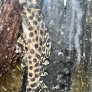 IMG_8077.jpeg