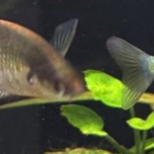 sick fish.jpg