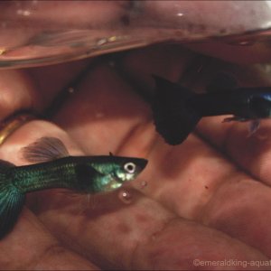 moscow blue and moscow green males.jpg