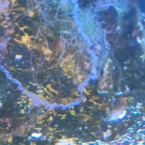 marinegrowth2.jpeg