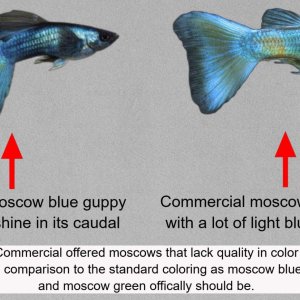 moscow lack of quality in colors.jpg