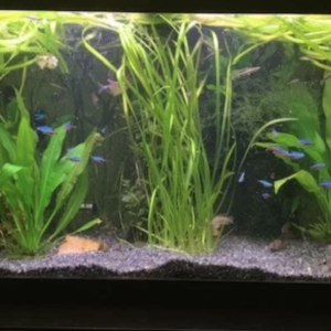 75g.png