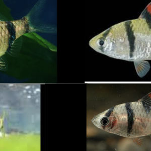 p. partipentazona.png