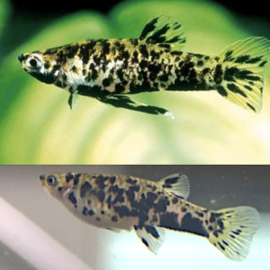 Phalloceros csudimsculstud.png