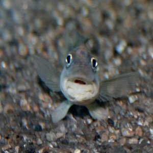 cg gibbiceps.JPG
