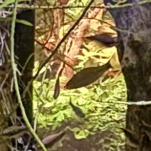 IMG_8121.jpeg