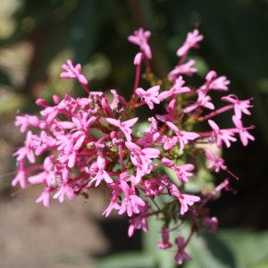 IMG_7750.JPG