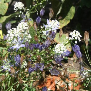 IMG_7751.JPG