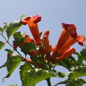 IMG_7767.JPG
