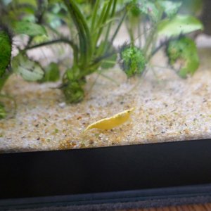 yellow shrimp 1.jpg