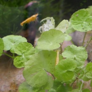 yellow shrimp 2.jpg