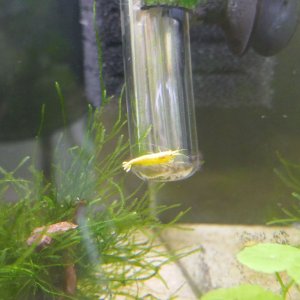 yellow shrimp 3.jpg
