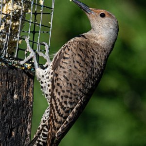 DSC_1206FlickerFemaleFeeder.jpg