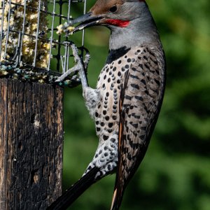DSC_1094NorthernFlickerMaleFeeder.jpg