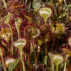 DSC_1107SundewCloseup.jpg