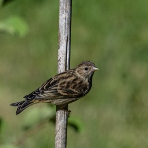 DSC_1121PineSiskinFeeder.jpg