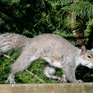 DSC_1131GraySquirrelFemale.jpg