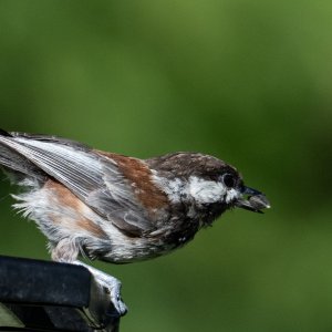 DSC_1138ChickadeeJuvenileFeeder.jpg