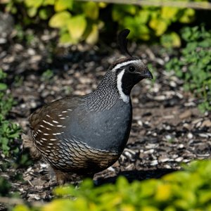 DSC_1169QuailMaleFeeder.jpg