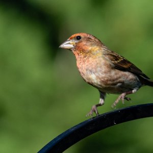 DSC_1196PFinch.jpg