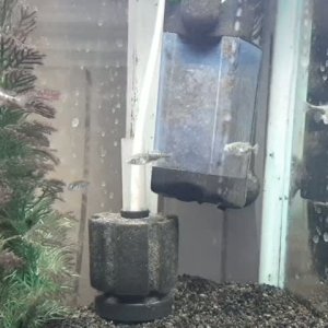 3-Spined Sticklebacks.mp4