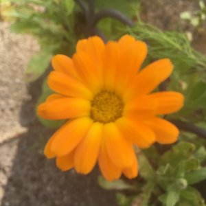 9067F12F-C28A-423E-ABCD-CBC72EE220A9.jpeg