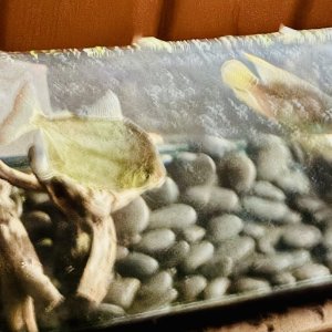 IMG_8221.jpeg