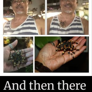 tarantula crawling1.jpg