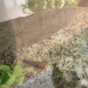 IMG_7087.jpeg